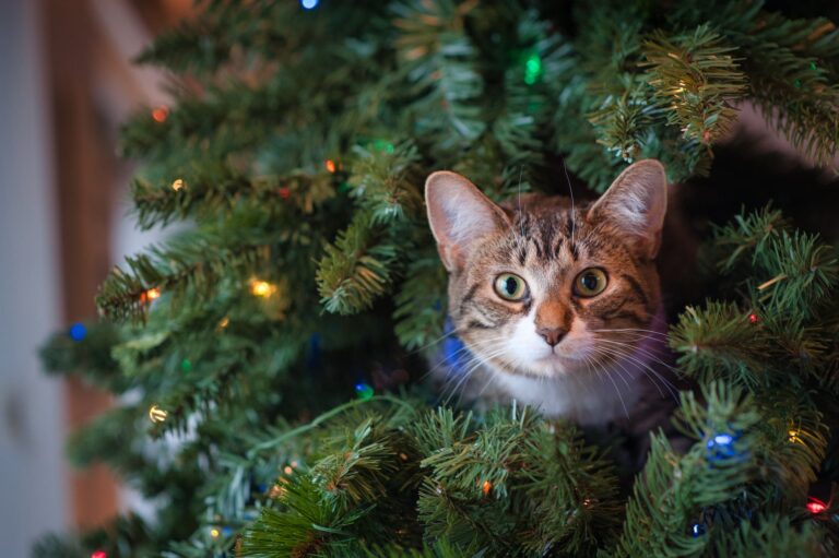 shallow focus photo of white and brown cat