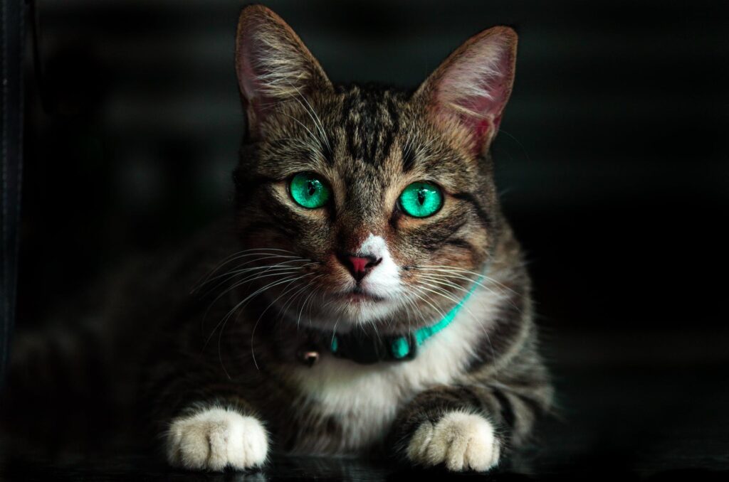 Meows Around the World of Jack!
A curisou cat looking at you with green eyes.