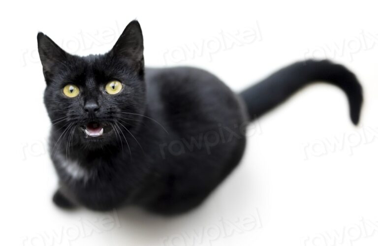 Free black bombay cat image